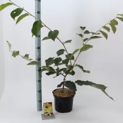 Tarpinis hamamelis - Hamamelis intermedia PALLIDA