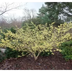 Tarpinis hamamelis - Hamamelis intermedia PALLIDA