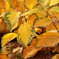 Tarpinis hamamelis - Hamamelis intermedia PALLIDA