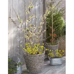 Tarpinis hamamelis - Hamamelis intermedia PALLIDA