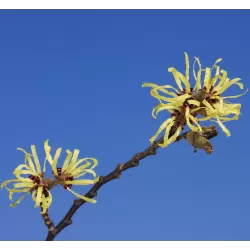 Tarpinis hamamelis - Hamamelis intermedia PALLIDA