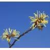 Tarpinis hamamelis - Hamamelis intermedia PALLIDA