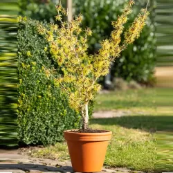 Tarpinis hamamelis - Hamamelis intermedia PALLIDA
