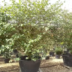 Tarpinis hamamelis - Hamamelis intermedia PALLIDA