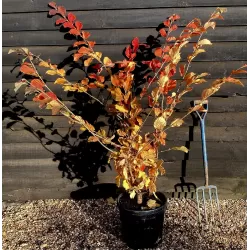 Tarpinis hamamelis - Hamamelis intermedia PALLIDA