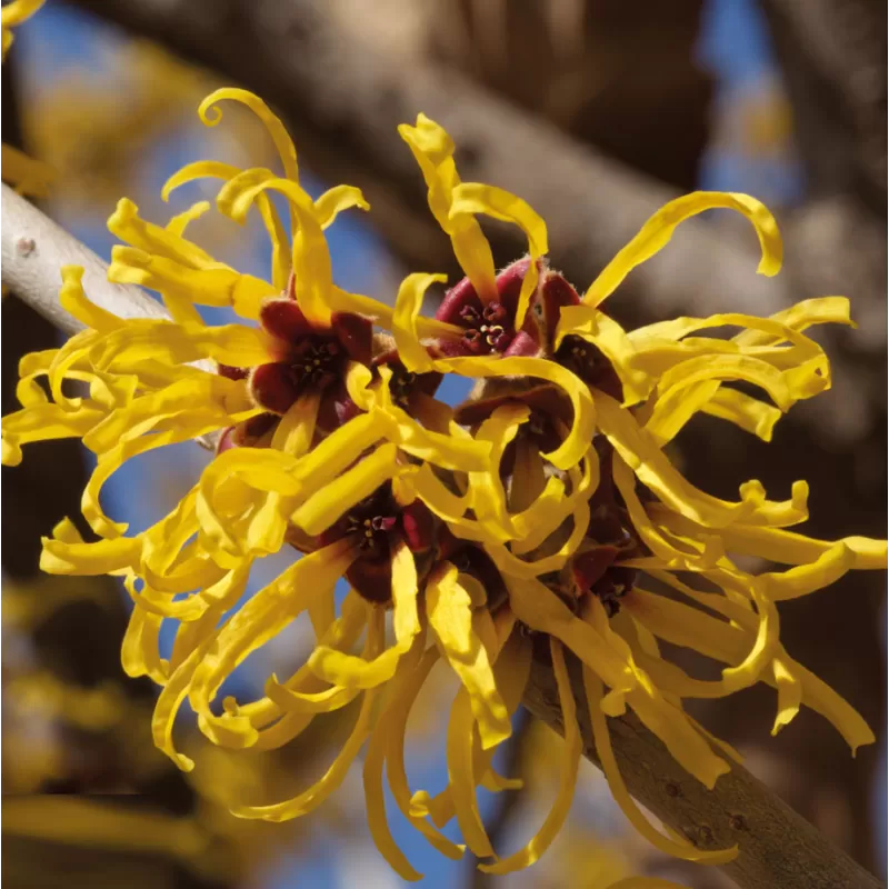 Tarpinis hamamelis - Hamamelis intermedia PALLIDA