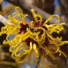 Tarpinis hamamelis - Hamamelis intermedia PALLIDA