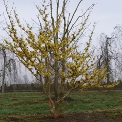 Tarpinis hamamelis - Hamamelis intermedia PALLIDA