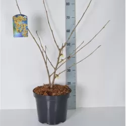 Tarpinis hamamelis - Hamamelis intermedia PALLIDA