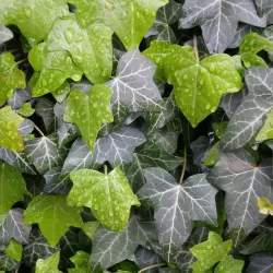 Atlantinė gebenė - Hedera hibernica