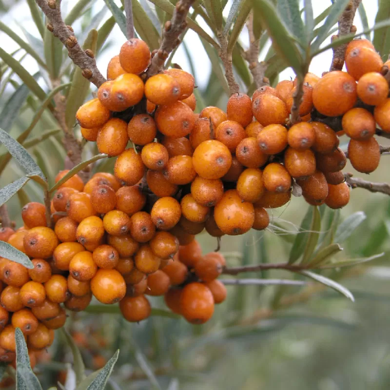 Sea Buckthorn - Hippophae rhamnoides