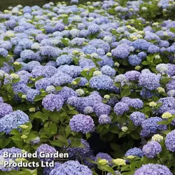 Darželinė hortenzija - Hydrangea macrophylla ENDLESS SUMMER ® THE ORIGINAL ® BLUE