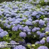 Darželinė hortenzija - Hydrangea macrophylla ENDLESS SUMMER ® THE ORIGINAL ® BLUE