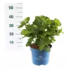 Darželinė hortenzija - Hydrangea macrophylla ENDLESS SUMMER ® THE ORIGINAL ® BLUE