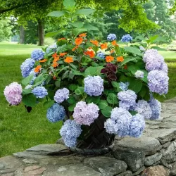 Hydrangea macrophylla ENDLESS SUMMER ® THE ORIGINAL ® BLUE