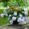 Darželinė hortenzija - Hydrangea macrophylla ENDLESS SUMMER ® THE ORIGINAL ® BLUE