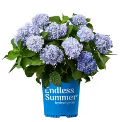 Darželinė hortenzija - Hydrangea macrophylla ENDLESS SUMMER ® THE ORIGINAL ® BLUE