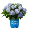 Darželinė hortenzija - Hydrangea macrophylla ENDLESS SUMMER ® THE ORIGINAL ® BLUE