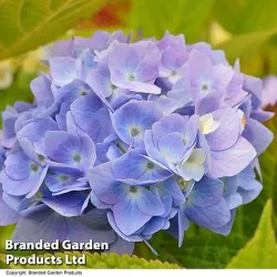 Darželinė hortenzija - Hydrangea macrophylla ENDLESS SUMMER ® THE ORIGINAL ® BLUE