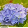 Darželinė hortenzija - Hydrangea macrophylla ENDLESS SUMMER ® THE ORIGINAL ® BLUE