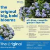 Darželinė hortenzija - Hydrangea macrophylla ENDLESS SUMMER ® THE ORIGINAL ® BLUE