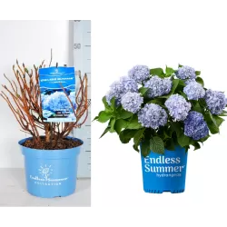 Darželinė hortenzija - Hydrangea macrophylla ENDLESS SUMMER ® THE ORIGINAL ® BLUE