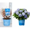 Darželinė hortenzija - Hydrangea macrophylla ENDLESS SUMMER ® THE ORIGINAL ® BLUE