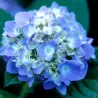 Darželinė hortenzija - Hydrangea macrophylla ENDLESS SUMMER ® THE ORIGINAL ® BLUE