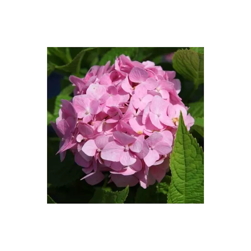 Hydrangea macrophylla ENDLESS SUMMER ® THE ORIGINAL ® PINK/ROSE