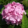 Hydrangea macrophylla ENDLESS SUMMER ® THE ORIGINAL ® PINK/ROSE