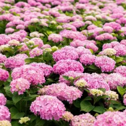 Darželinė hortenzija - Hydrangea macrophylla ENDLESS SUMMER ® THE ORIGINAL ® PINK/ROSE