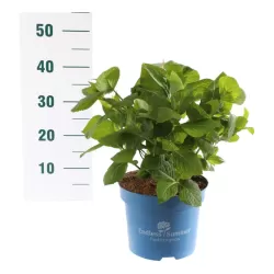 Hydrangea macrophylla ENDLESS SUMMER ® THE ORIGINAL ® PINK/ROSE