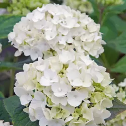 Darželinė hortenzija - Hydrangea macrophylla ENDLESS SUMMER ® THE BRIDE ® WHITE