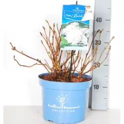 Hydrangea macrophylla ENDLESS SUMMER ® THE BRIDE ® WHITE