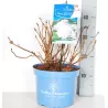 Hydrangea macrophylla ENDLESS SUMMER ® THE BRIDE ® WHITE