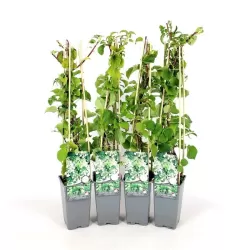 Garden plants/Trees/Flowers/ web-shop