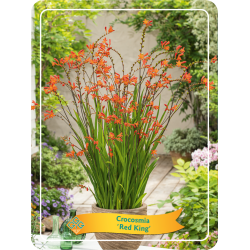 Crocosmia RED KING