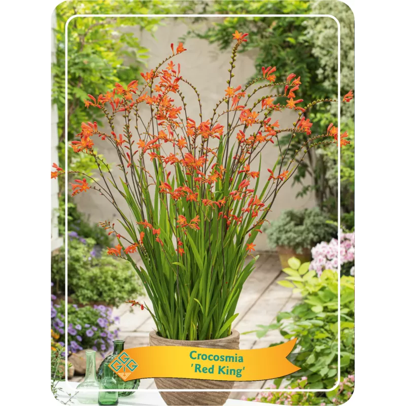 Crocosmia RED KING