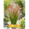 Crocosmia RED KING