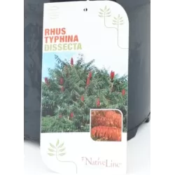 Rhus typhina DISSECTA