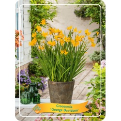 Crocosmia GEORGE DAVISON