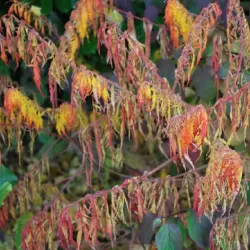 Rhus typhina DISSECTA