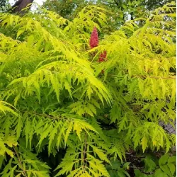 Rhus typhina DISSECTA