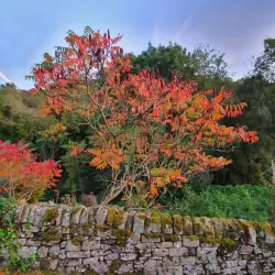 Rhus typhina DISSECTA