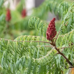 Rhus typhina DISSECTA