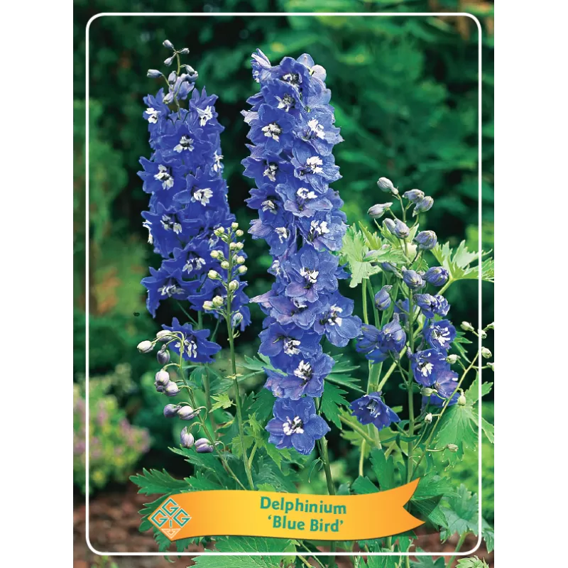 Delphinium BLUE BIRD