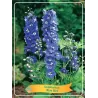 Delphinium BLUE BIRD