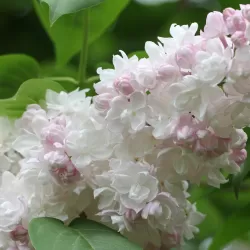 Paprastoji alyva - Syringa vulgaris Krasavitsa Moskvy
