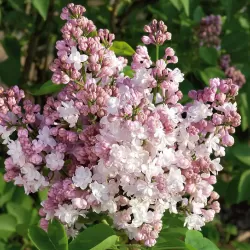 Paprastoji alyva - Syringa vulgaris Krasavitsa Moskvy