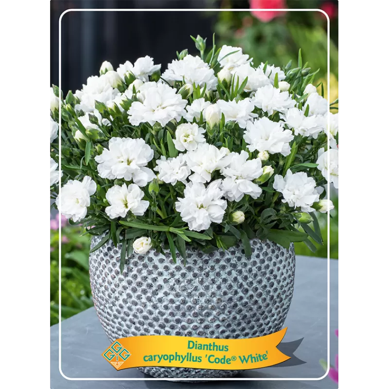 Tikrasis gvazdikas - Dianthus caryophyllus CODE WHITE
